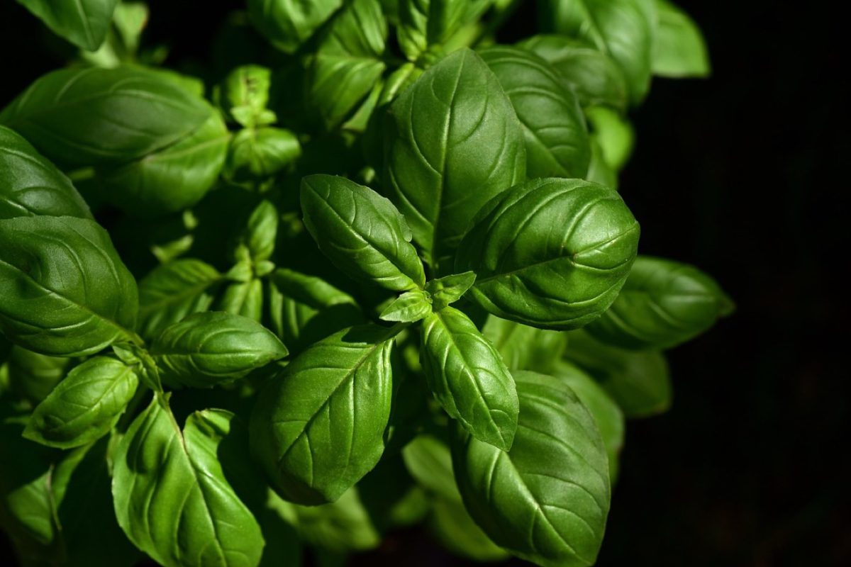 Astuces naturelles pour conserver épices et herbes