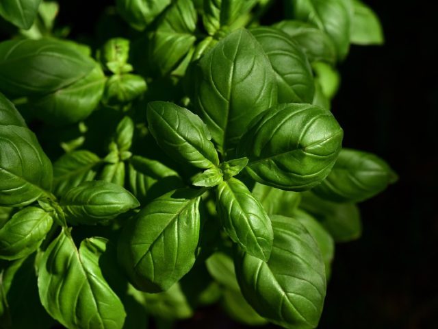 Astuces naturelles pour conserver épices et herbes