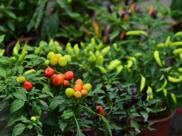 Un Chili Végétarien pour Réchauffer vos Soirées d’Automne