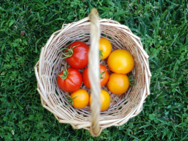 Quelles recettes originales réaliser avec les tomates avant la fin de l’été ?