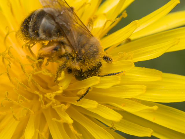 Préparer son alimentation pour réduire les allergies de printemps