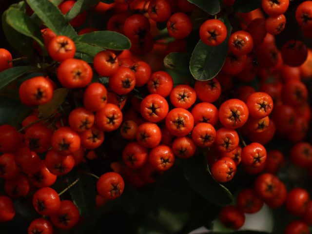 Quelles sont les meilleures pratiques alimentaires pour rester en forme durant l’automne ?