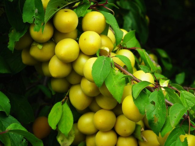 Savourer les mirabelles : recettes simples pour l’été en Lorraine